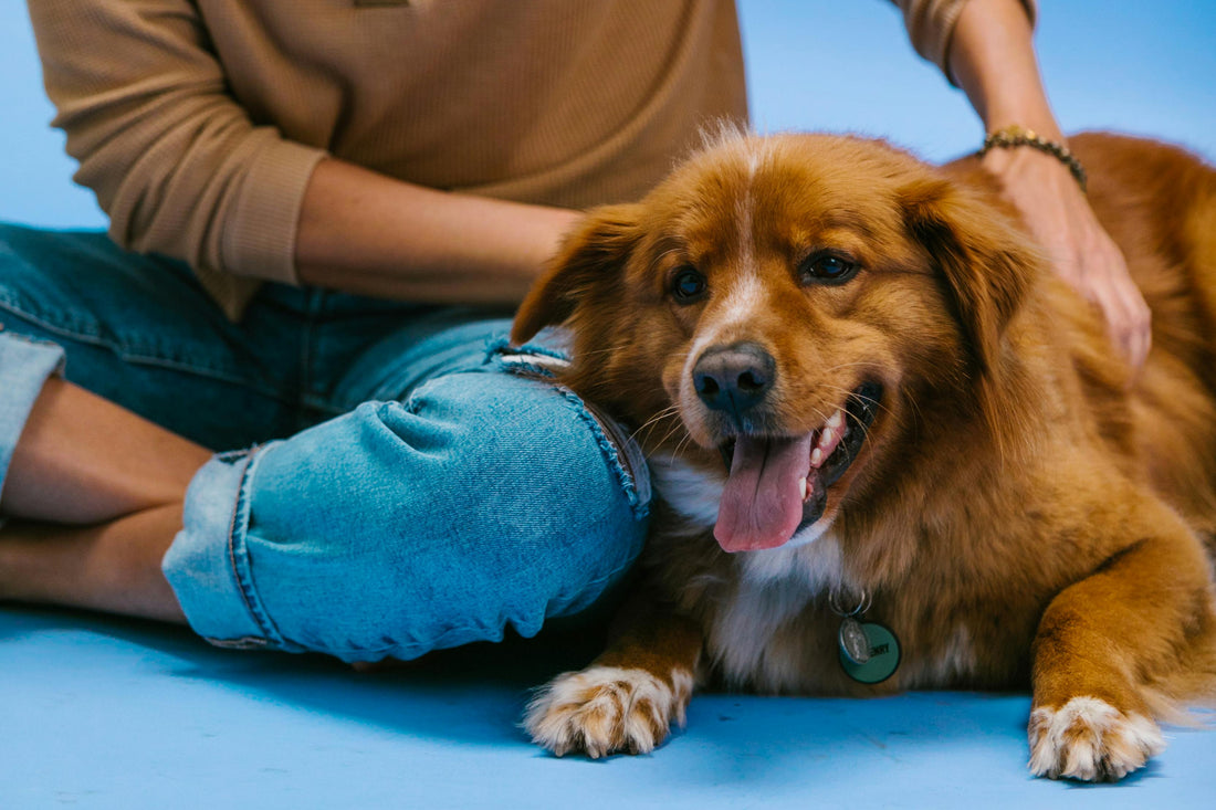 What Your Dog’s Barking Is Really Trying to Tell You — And How You Can Help